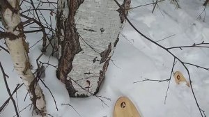 Квадратная береза