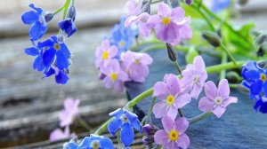 Музыкальное поздравление с днем рождения в 64 года Игоря Николаева!