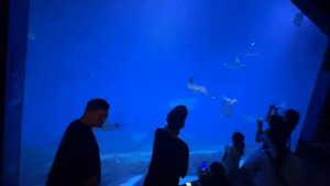 Шанхайский океанариум