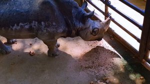 Эльвира и Райан в Зоопарке для Детей: Незабываемый День с Животными