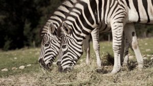 5146632-hd_1920_1080_25fps