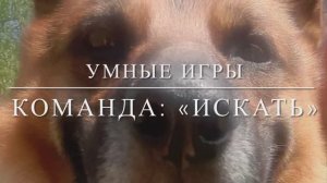 Дрессировка овчарки. Команда: "Искать".