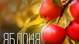 Яблоко: Самый важный фрукт| Интересные факты про яблоню
