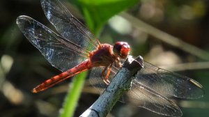 4788057-uhd_3840_2160_30fps