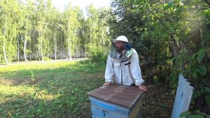 Как нарастить пчел в зиму//How to grow bees in winter