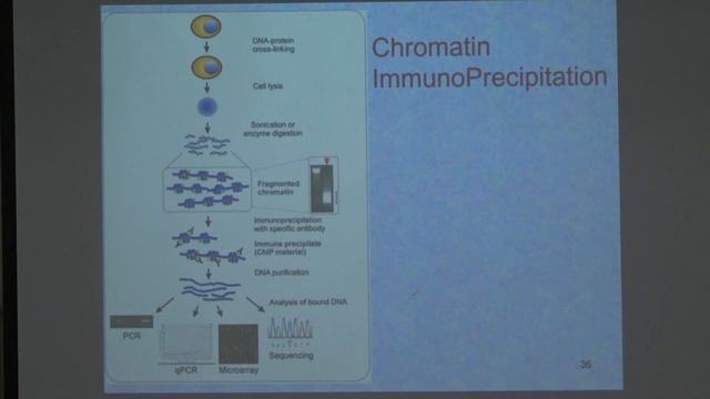 Зиновкина Л. А. - Молекулярная биология митохондрий - 4. Метилирование мтДНК