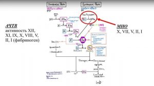 Антикоагулянты и антиагреганты. Что, когда, кому и зачем