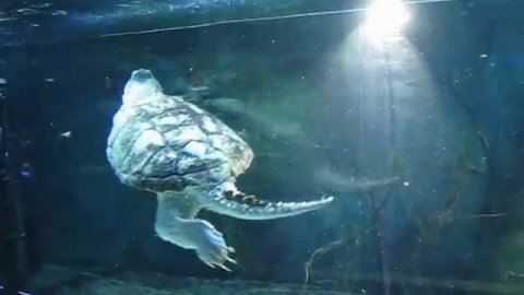 ВДНХ террариум