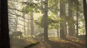 6007345-hd_1920_1080_30fps