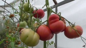 ТОМАТЫ - 2022 СУПЕР СОРТА !1