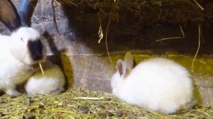 Содержание кроликов в яме  // The life of rabbits in the pit