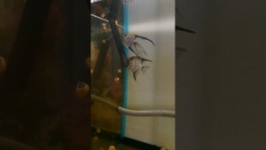 Скалярия Призрак