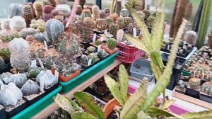 Первый полив кактусов.Защита от мучнистого червеца и паутинного клеща.Коллекция Кактусов.