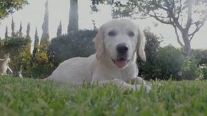 853770-hd_1920_1080_25fps