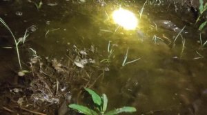 нерест карася.