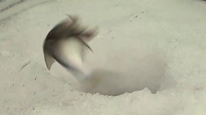 Зимняя рыбалка на прикормленном месте // Winter fishing in the baited place