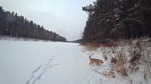 Охота с лайкой//Промысел в тайге