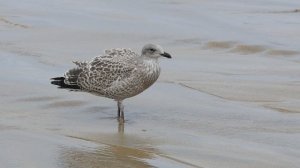 2430774-uhd_3840_2160_25fps