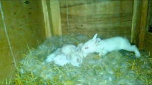 Первый месяц жизни кролика