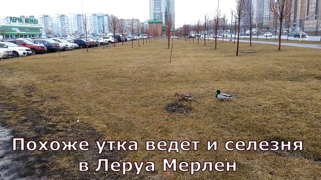 Уточка ведет селезня в Леруа Мерлен в Казани