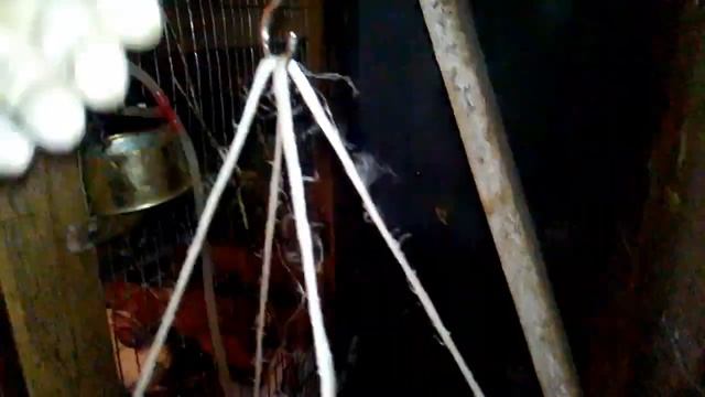 Чем кормить кролика. Откорм часть 2