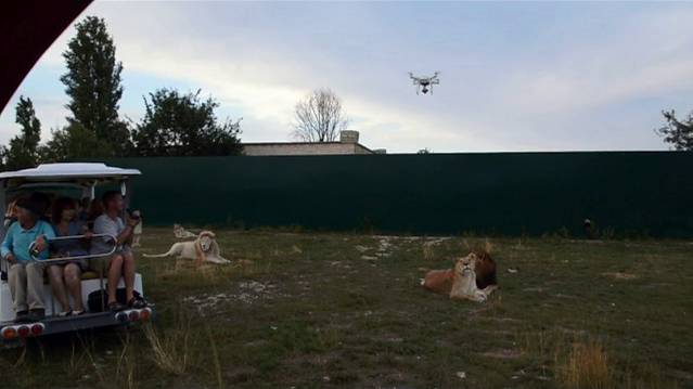 Львы ревнуют ,Филя прячется ! смотреть онлайн