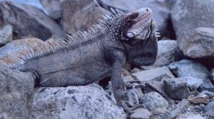 4239744-uhd_3840_2160_30fps