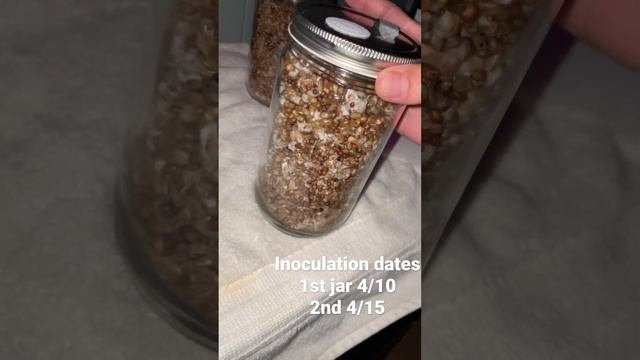 Mycelium growth progress! #🍄 #mushrooms #mushroomsrecipe #mushroomsgrowing #myceliumgrowth