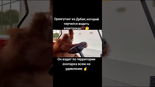 Орангутанг