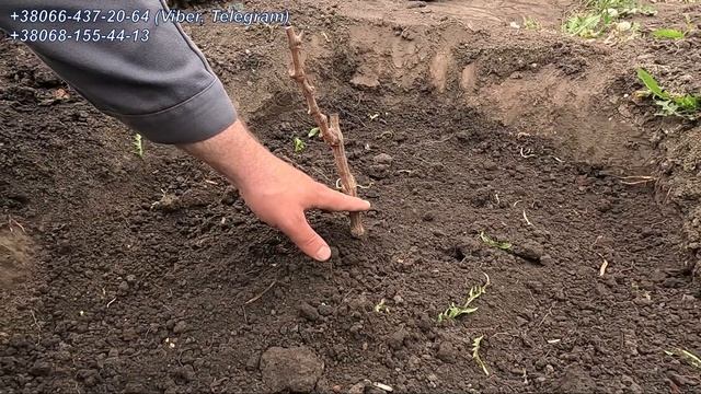 Посадка однорічного саджанця винограда весною (детально) 2024