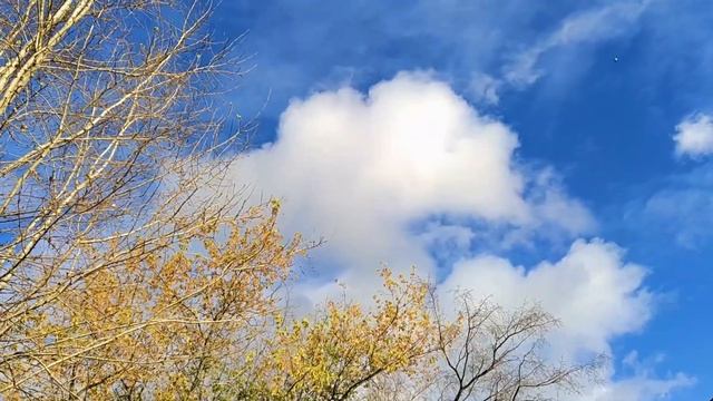 Осеннее настроение. Часть 12. #Short video