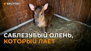 Необычных животных показали в Гродно