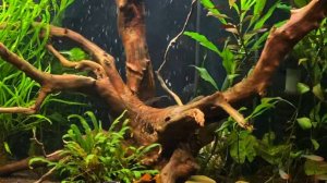 Релакс видео аквариум 3