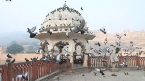 5243307-hd_1280_720_25fps