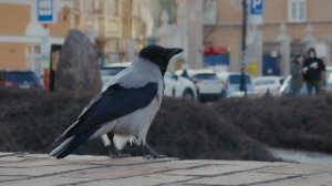 7317617-uhd_3840_2160_25fps