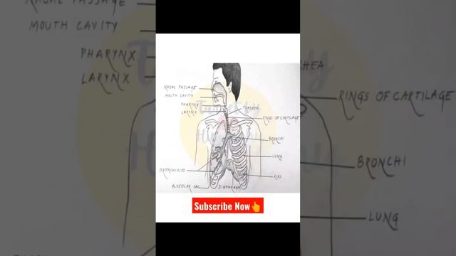 #targetbyhimanshu #respiratorysytem #himanshusir #madhumam