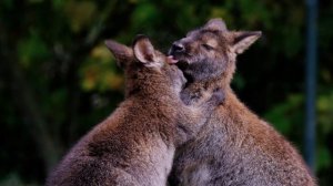 12056676_1920_1080_24fps