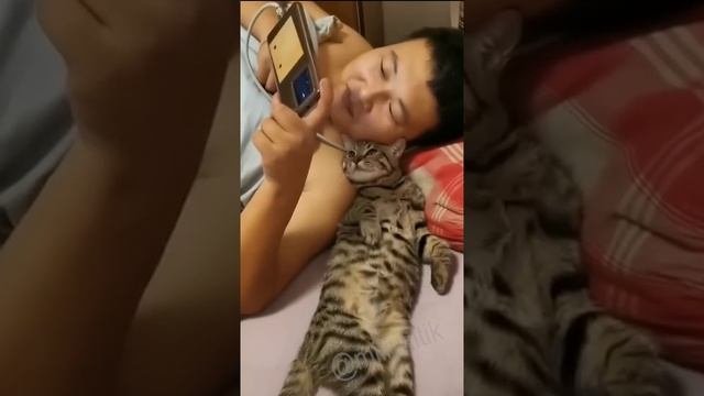Смешные видео о кошках 😹😹😹