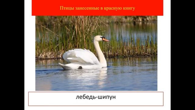 Экологический лекторий "Удивительный мир болот"