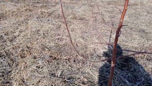 Весенняя обрезка подопытных яблонь и персиков. Посадка 2021 года, однолетки