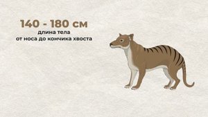 Сумчатый волк
