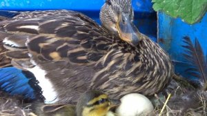Содержание уток в домашних условиях//Keep ducks at home