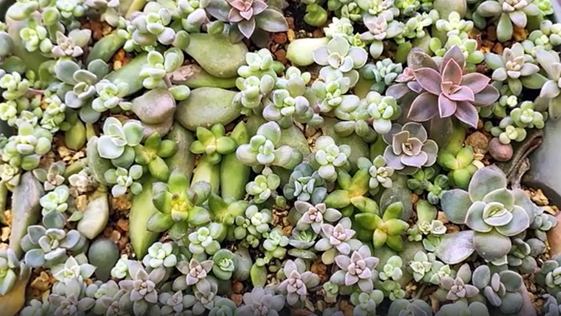 Суккуленты, выросшие из листочков