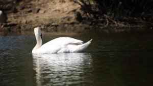 4794727-hd_1280_720_30fps