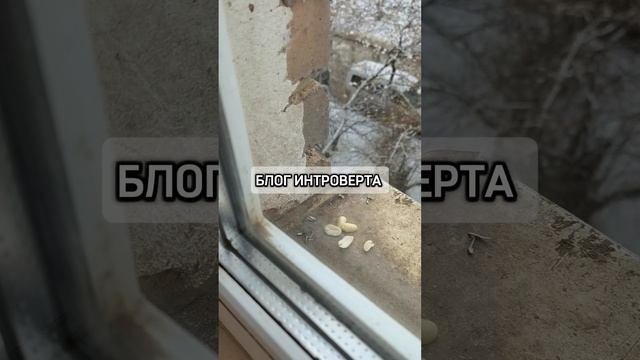 ЧЕМ УГОСТИТЬ СИНИЧКУ #АРАХИССЫРОЙ #синичка #синицы #синицавруках #синица #кормимптиц #покормиптиц