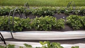 #ЮрКлуб Не рискуем урожаем клубники.  Обработали от грибковых заболеваний.