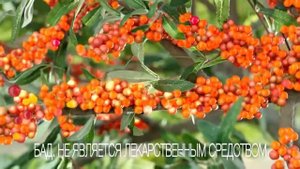 ВитаМишки Иммуно+ с облепихой