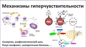 Реакции гиперчувствительности (иммунопатологические реакции)