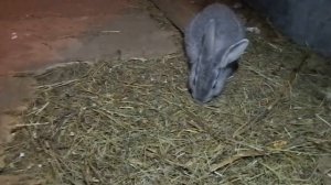 Грызуны, борьба с крысами и мышами в крольчатнике