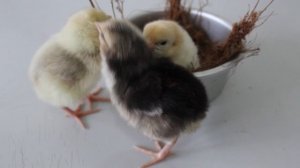 5758941-hd_1920_1080_25fps